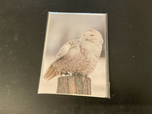 Cards Songbird Photography - Birds in Winter