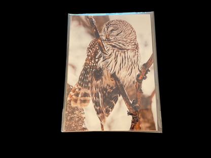 Cards Songbird Photography Birds in Spring