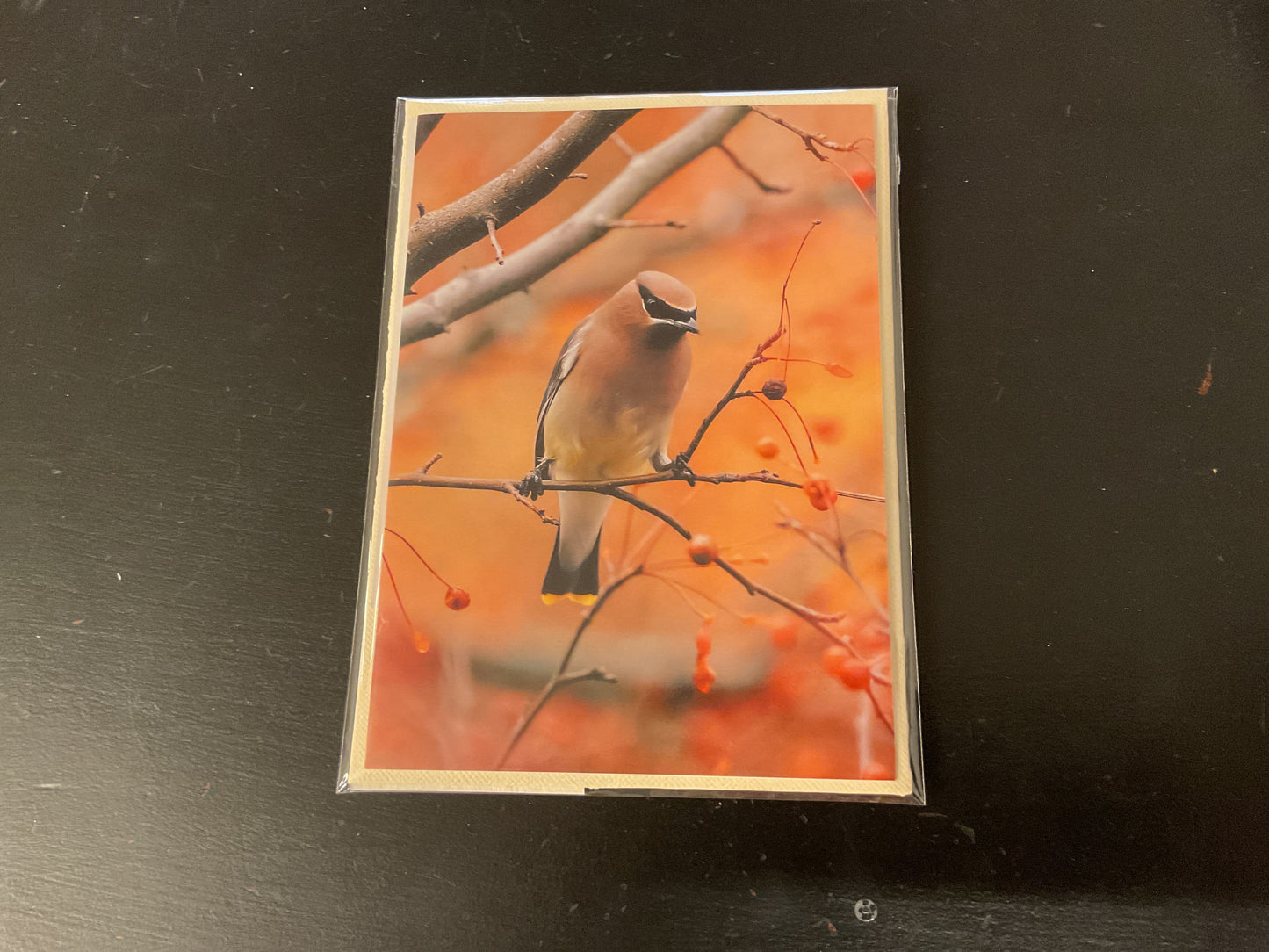 Cards Songbird Photography Fall Fox and Fall Bird