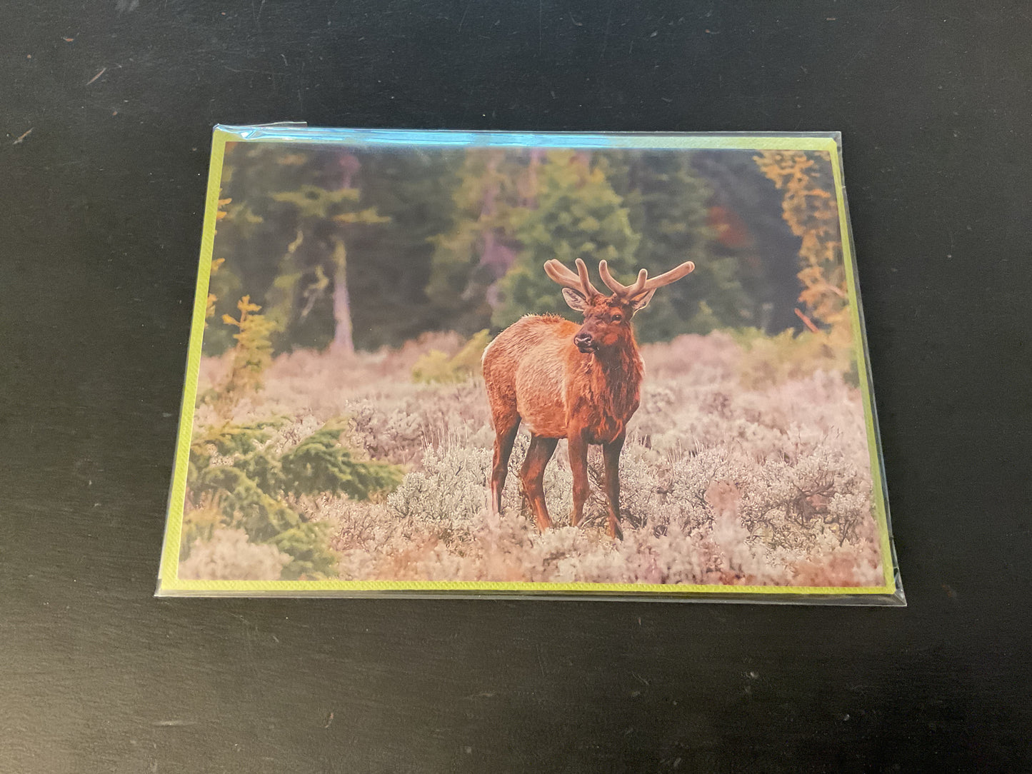 Cards Songbird Photography-Spring/Summer Flowers & Animals