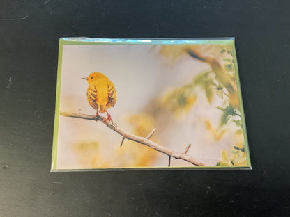 Cards Songbird Photography Birds in Spring