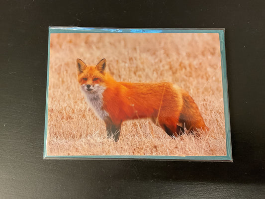 Cards Songbird Photography Fall Fox and Fall Bird