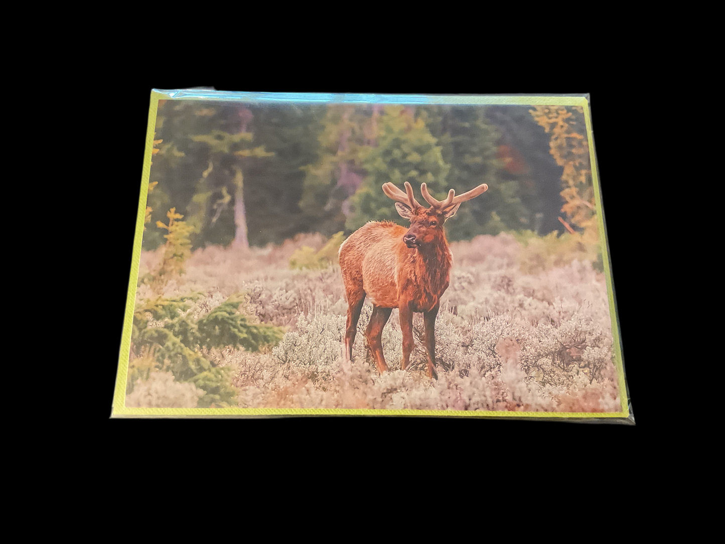 Cards Songbird Photography-Spring/Summer Flowers & Animals